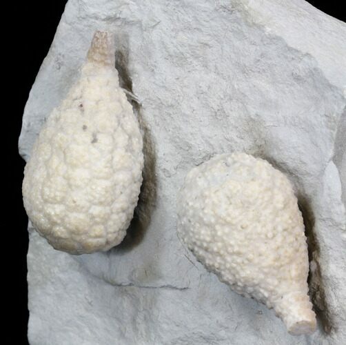 Pair of Large Cystoids (Holocystites) - Indiana #40682